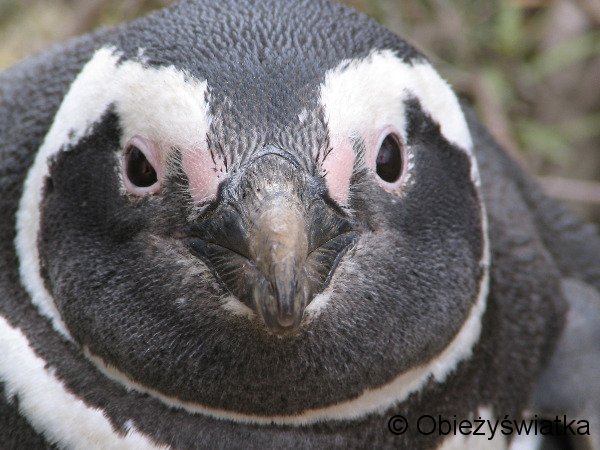 Pingwin magelański, Argentyna