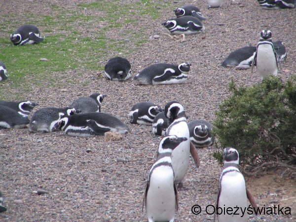 Pingwin magelański, Argentyna