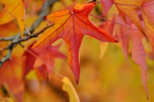 Jesienne liście