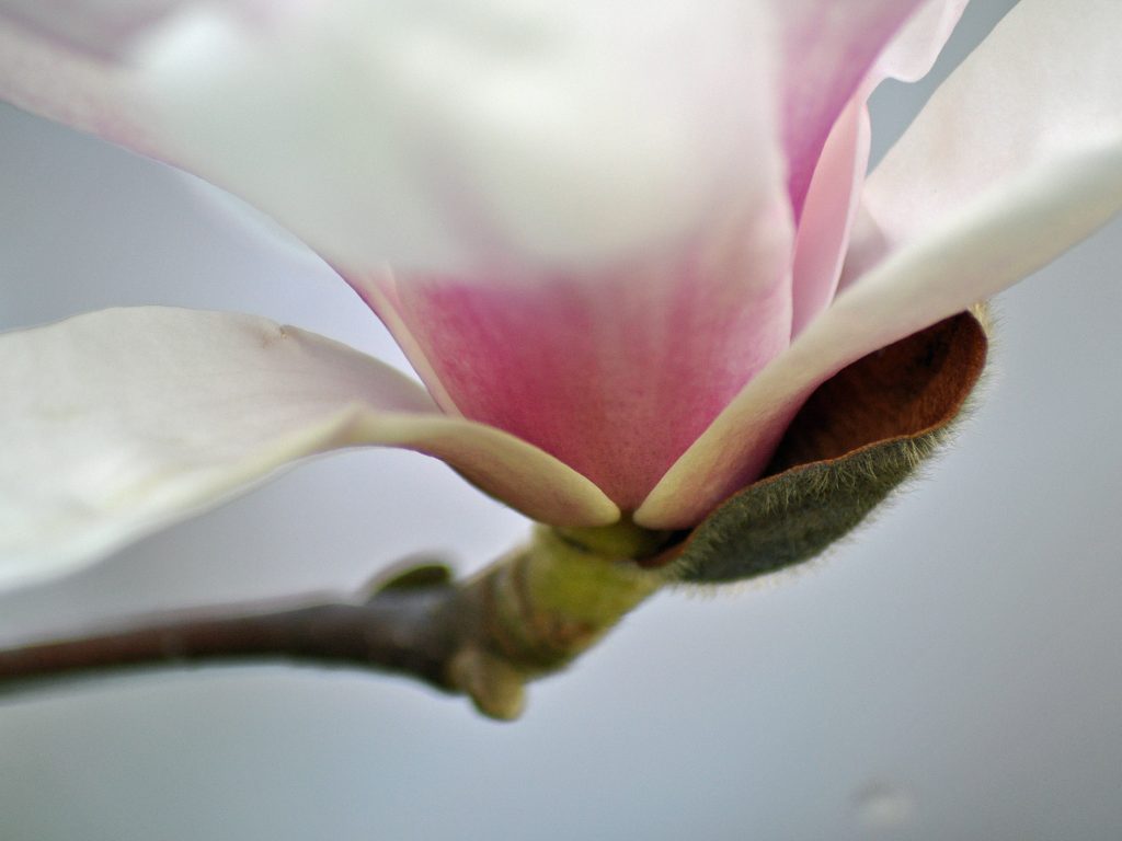 Magnolia na powitanie