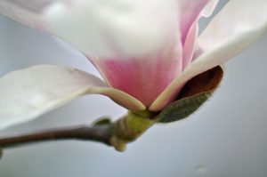 Magnolia na powitanie