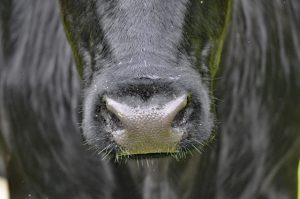 krowa