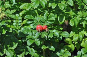 Jesień