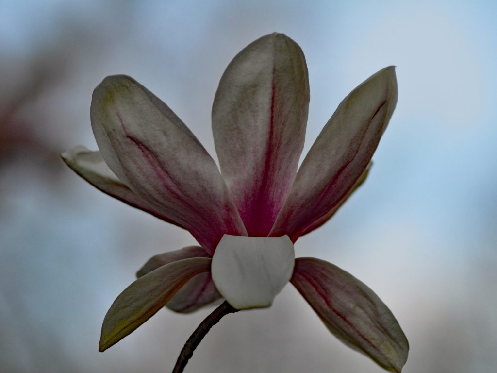 Magnolia