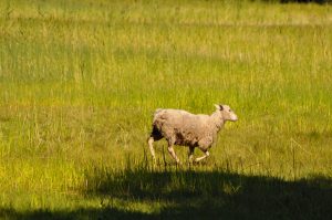 Owieczka na Wyspach Alandzkich