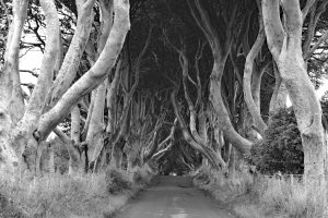 The Dark Hedges