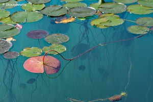 Lilie wodne na Jeziorze Bled, Słowenia