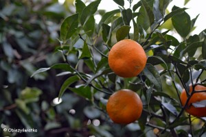 Drzewa pomarańczowe nad Jeziorem Garda