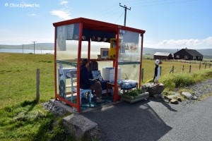 Unst Bus Shelter - czekając na przystanku w towarzystwie Cissie :), Wyspy Szetlandzkie 2015