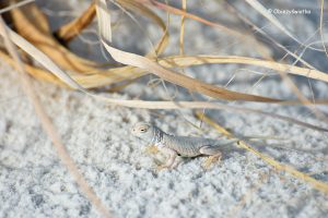 Bleached Earless Lizard - biała jaszczurka w White- Sands National Monument, USA