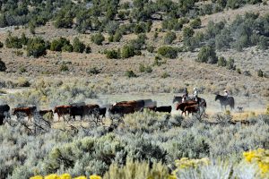 Kowboje w Nevadzie