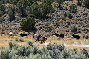 Poganiacze bydła w Nevadzie na Highway 50