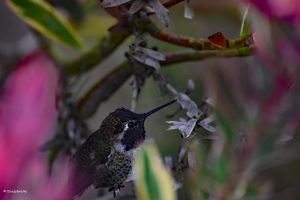 Koliber w San Francisco