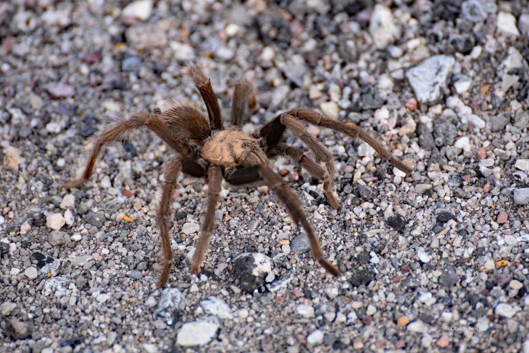 Tarantula, Nevada, USA Zapiski Obieżyświatki