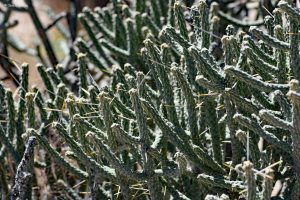 Kaktusy, Pustynia Mojave