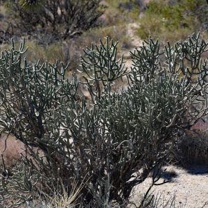 Typowa roślinność na pustyni Mojave