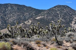 Joshua Tree dookoła / Pustynia Mojave