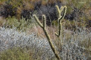 Uwaga na kaktusy! Pustynia Mojave