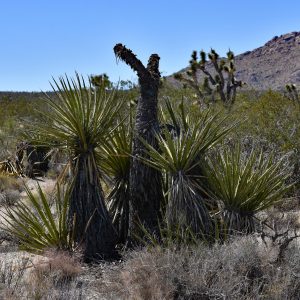 Typowy krajobraz na pustyni Mojave