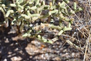 Kaktusów pod dostatkiem / Pustynia Mojave