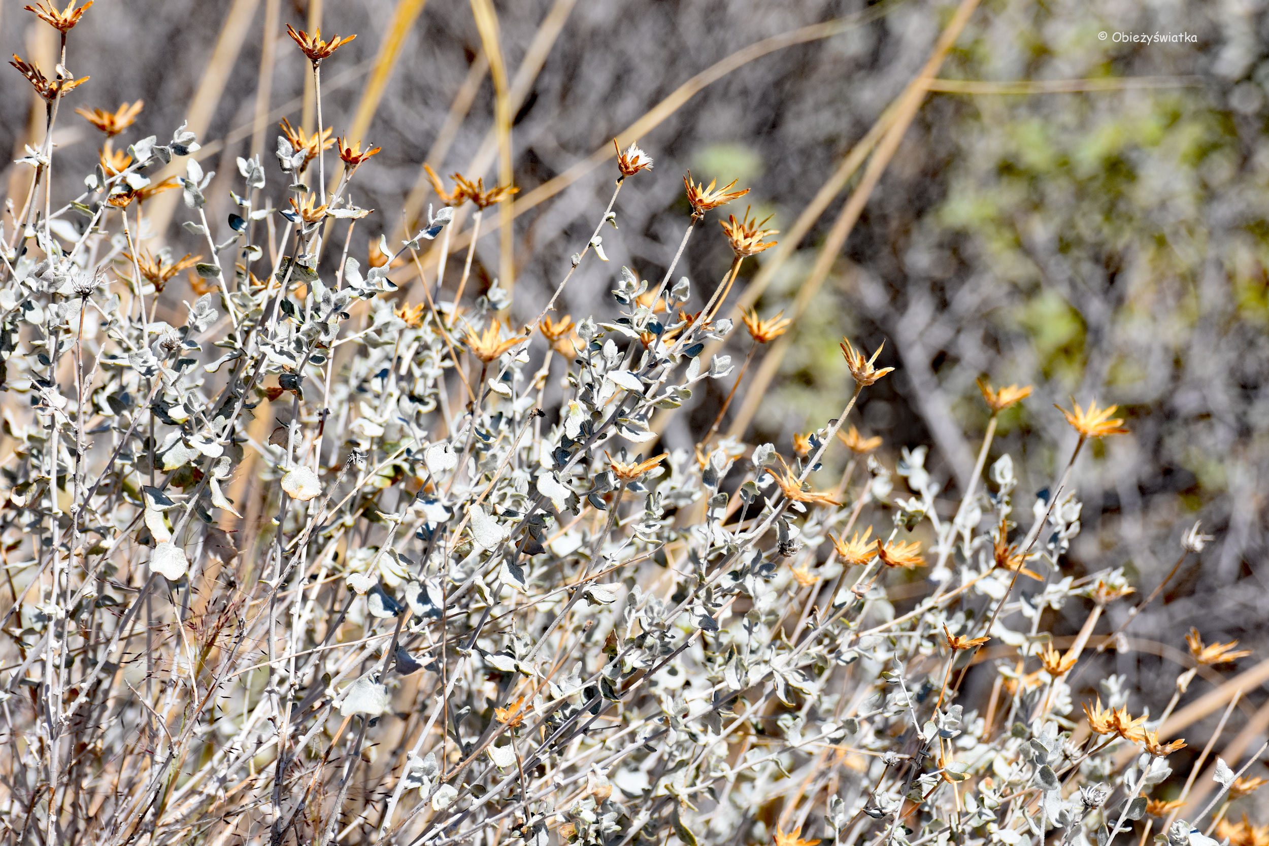 Typowa roślinność / Pustynia Mojave