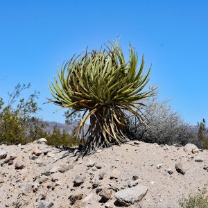 Pustynia Mojave i jej roślinność