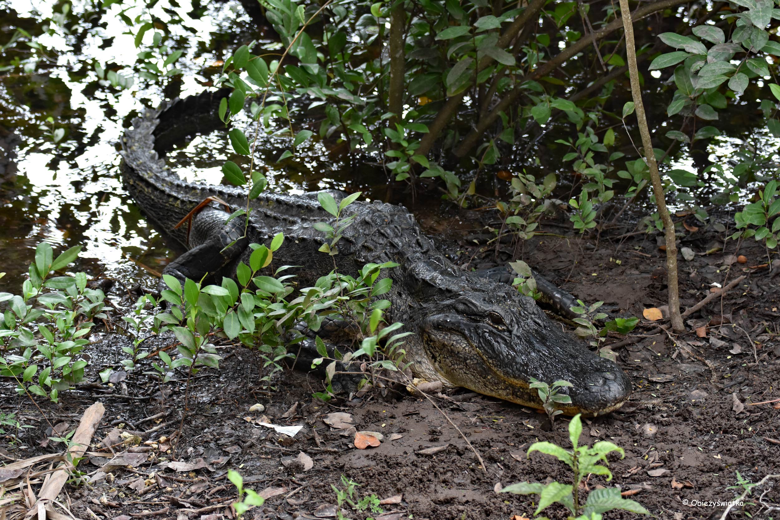 Odpoczywajacy aligator, Everglades, Floryda