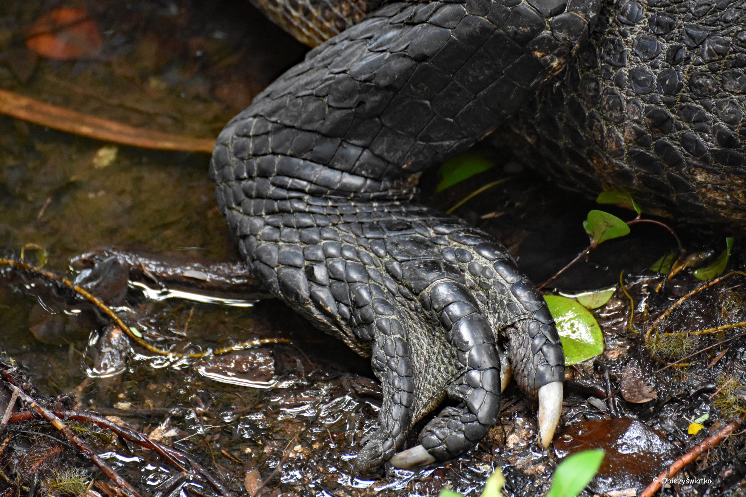 Potężne łapy aligatora - Everglades, Floryda
