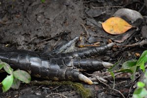 Aligator w Everglades - czas na manicure?