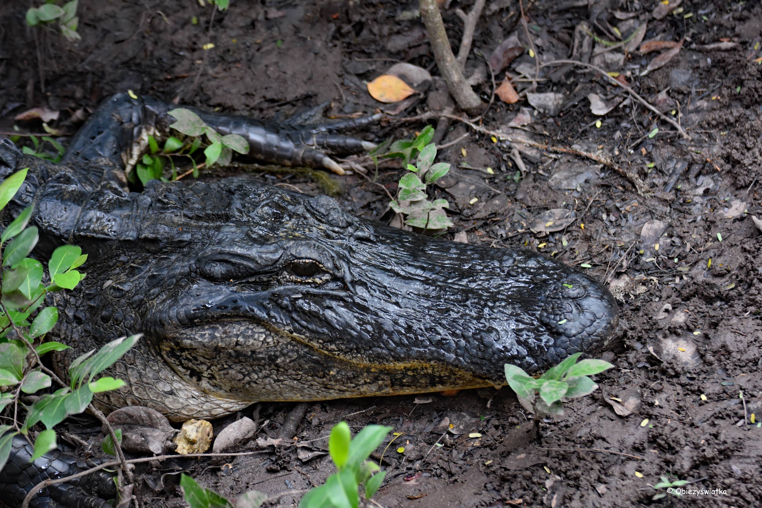 Oko w oko z aligatorem, Everglades, Floryda
