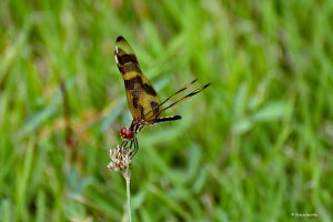 Celithemis eponina - ważka, Everglades, Floryda