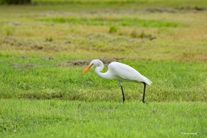 Czapla biała, Everglades, Floryda