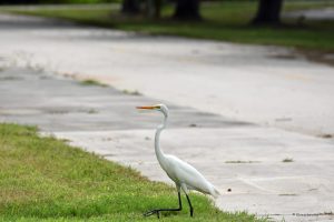 Czapla biała, Park Narodowy Everglades, Floryda
