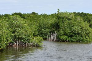 Everglades, Floryda