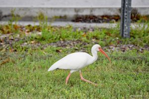 Ibis, Everglades, Floryda