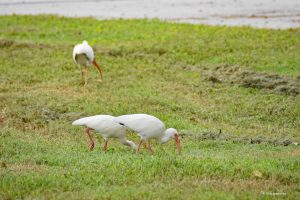 Ibisy, Everglades, Floryda