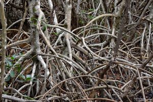 Gąszcz namorzyny, Everglades, Floryda