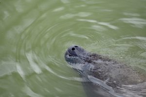Manat, Everglades, Floryda
