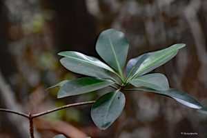 Mangrowia - namorzyny, Everglades, Floryda