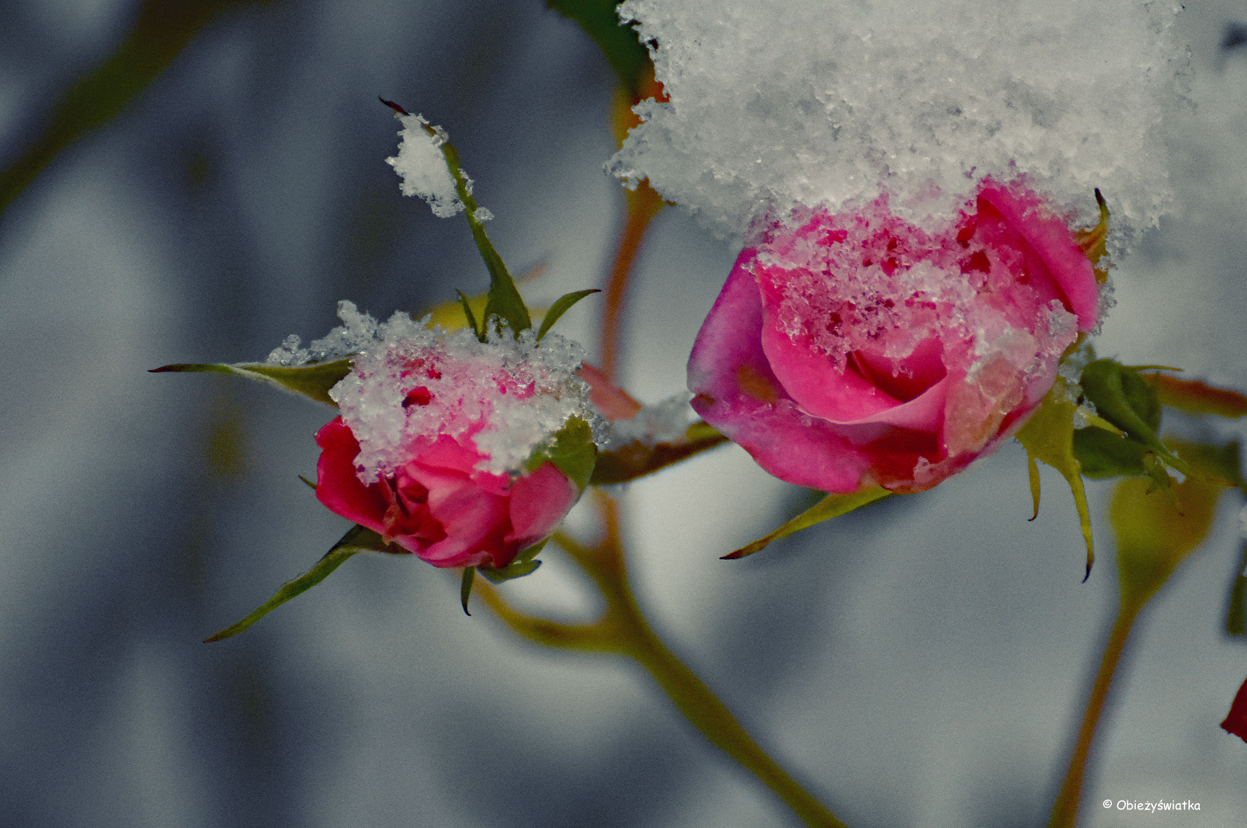 Róże pod śnieżną pierzynką