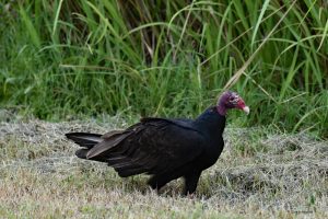 Sępnik różowogłowy, Everglades, Floryda