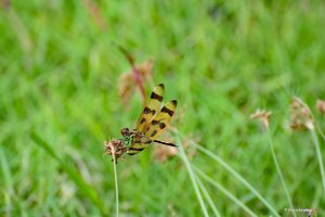 Celithemis eponina - ważka, Park Narodowy Everglades, Floryda