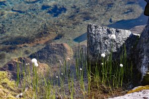 Wełniankowe gracje - Gamle Strynefjellsvegen, Norwegia