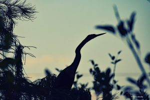 Wężówka, Everglades, Floryda