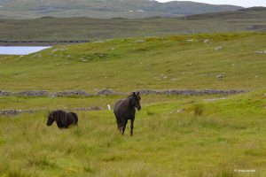 Wokół kamiennego kręgu - Callanish/Calanais