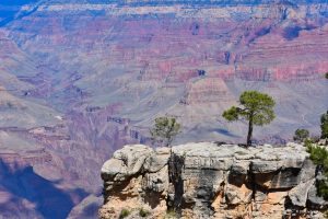 Nagie czerwone skały i samotne drzewka - Grand Canyon National Park, Arizona, USA