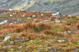 Wśród rudości - Aurlandsfjellet, Norwegia
