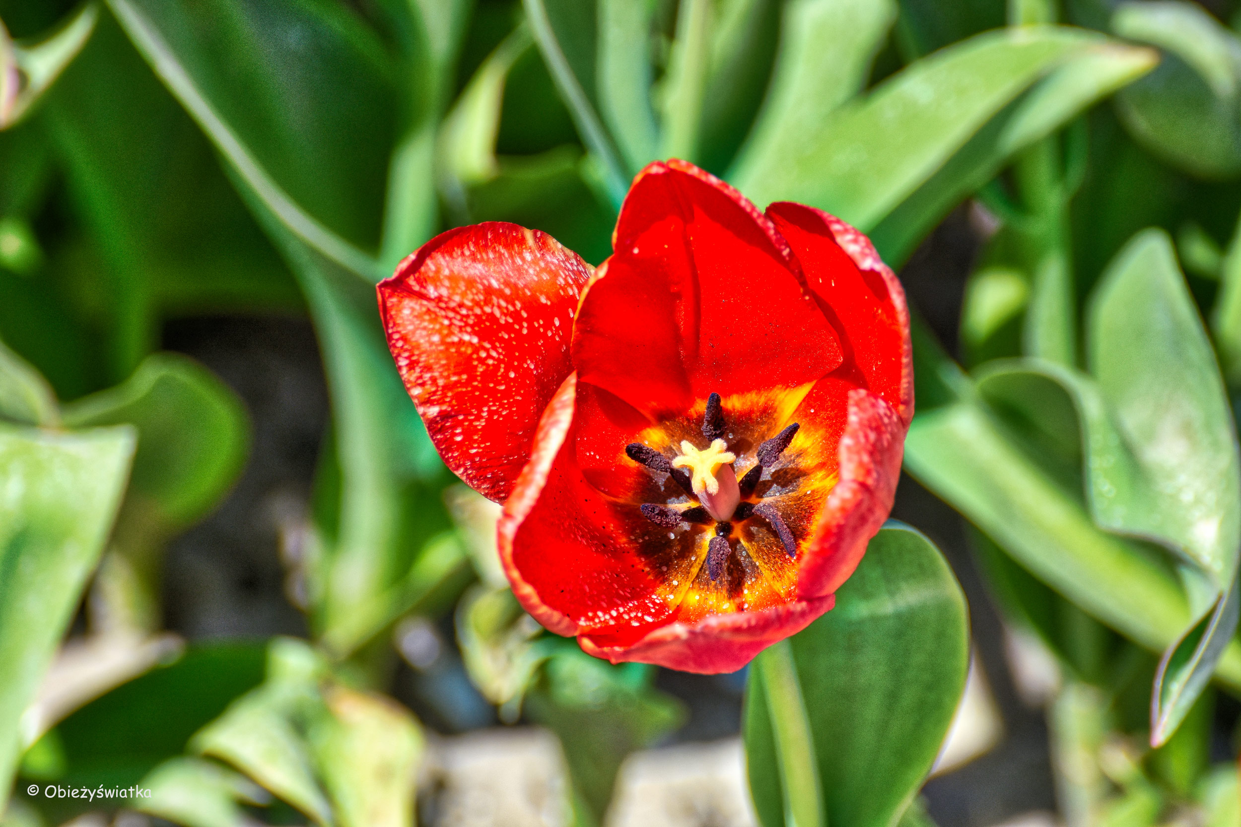 Tulipanowy kielich