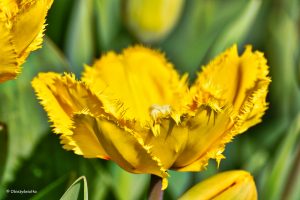 Tulipan Crystal Star