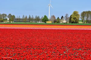 Tulipanowe pola w Holandii - na całej połaci... tulipany